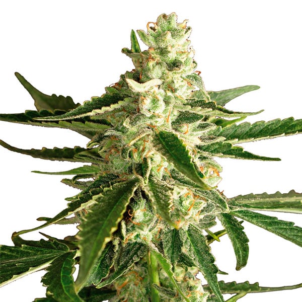 Semillas feminizadas Auto White Diesel Haze de White Label para cultivo automático