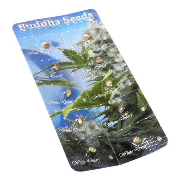 Blíster con 10 semillas feminizadas Auto White Dwarf de Buddha Seeds para cultivo