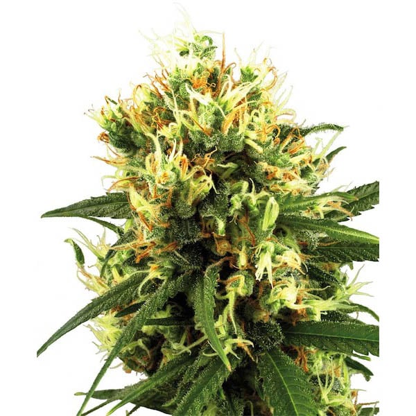 Semillas feminizadas Auto White Haze para cultivo automatizado