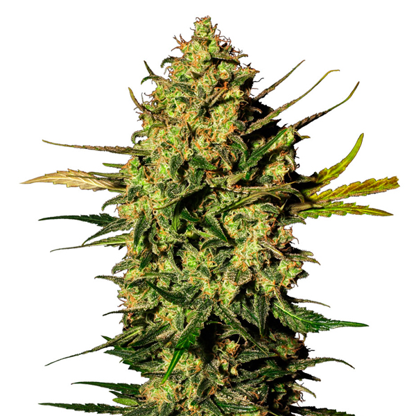 semillas feminizadas Auto White Skunk para cultivo automático