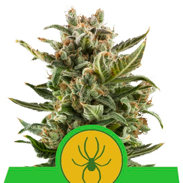 White Widow Auto Royal Queen Seeds