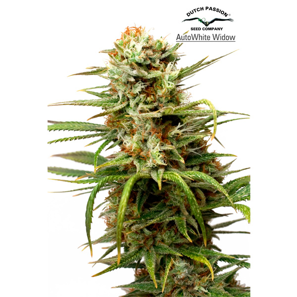 Plantas Auto White Widow en macetas, semillas feminizadas Dutch Passion