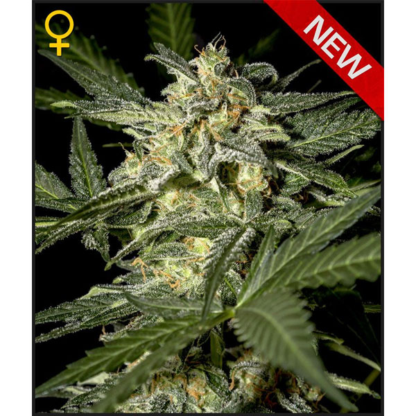 Planta Auto White Widow en maceta, semillas feminizadas