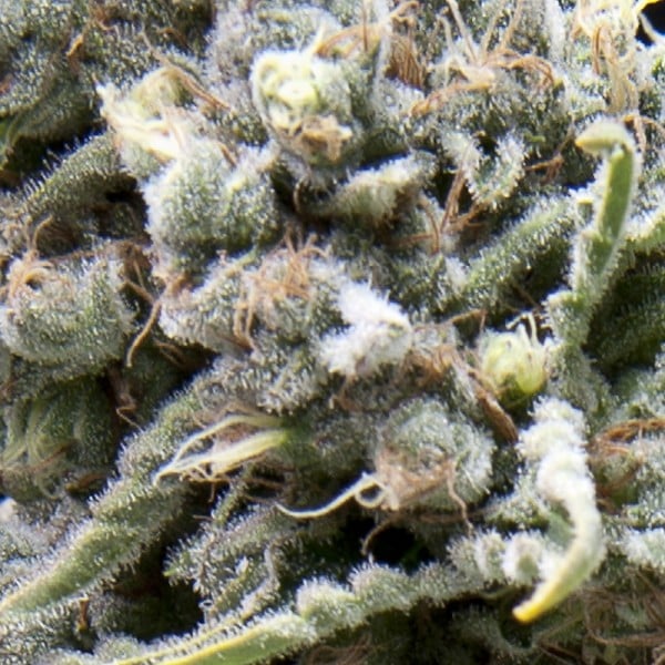 Semillas feminizadas Auto White Widow de Pyramid Seeds para cultivo automático