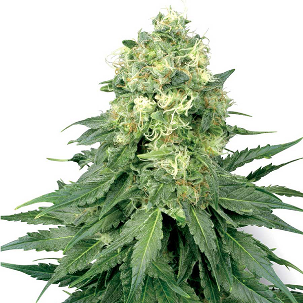 Semillas feminizadas Auto White Widow de White Label para cultivo automático