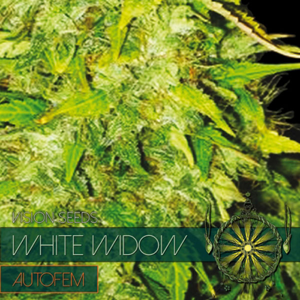semillas autoflorecientes Auto White Widow de Vision Seeds