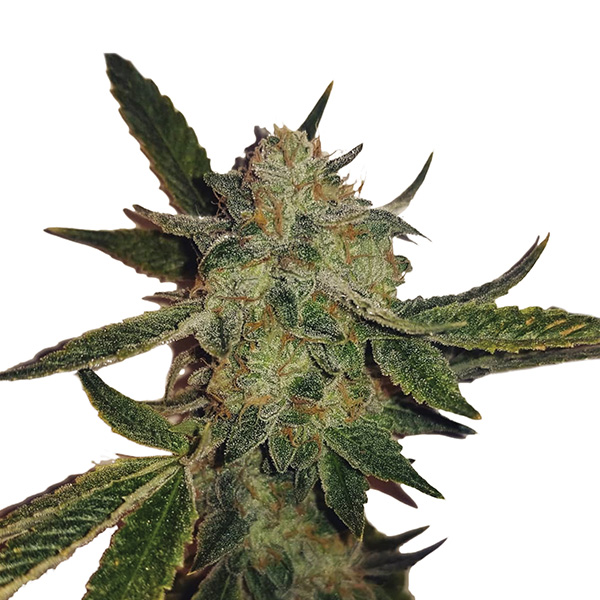 Semillas feminizadas Auto White Widow para cultivo automático