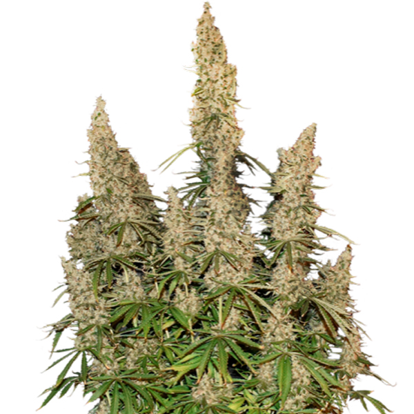 Semilla feminizada Auto White Widow de Seedstockers para cultivo automático