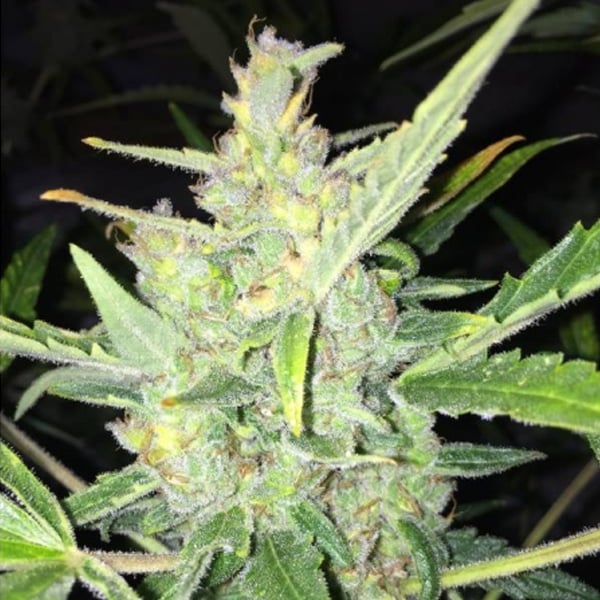 semillas feminizadas Auto White Widow x Big Bud para cultivo
