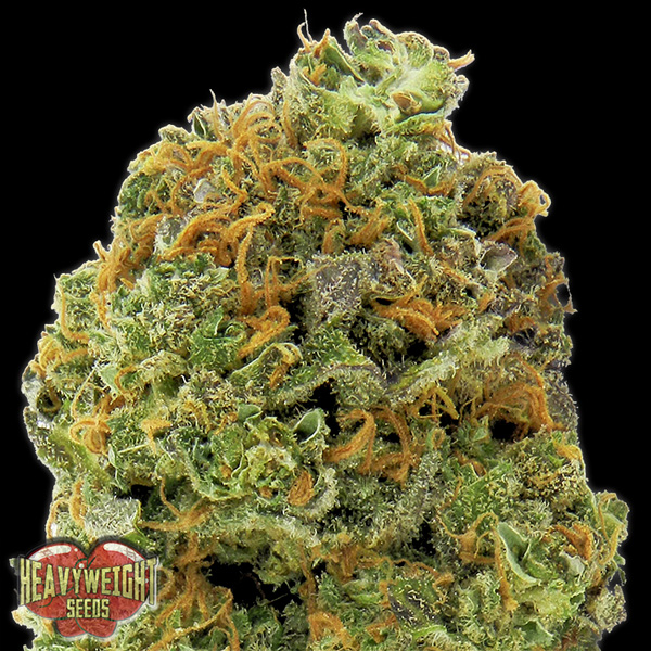 Semillas feminizadas Auto Wipeout Express de Heavyweight Seeds para cultivo automático