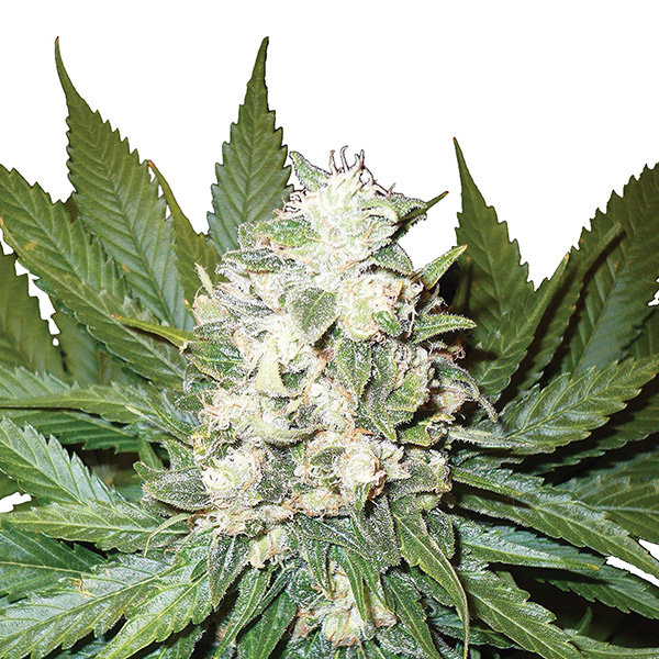 Semillas feminizadas Auto Wonder Woman de Nirvana para cultivo automático