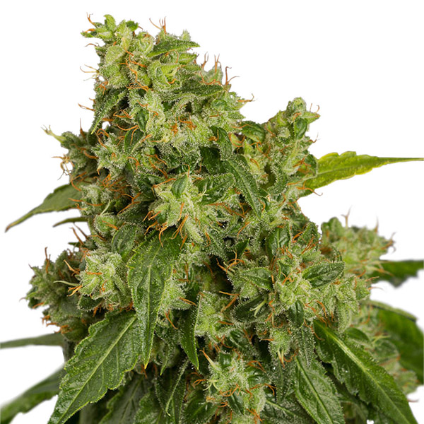 Semilla autofloreciente Auto Xtreme de Dutch Passion para cultivo de cannabis