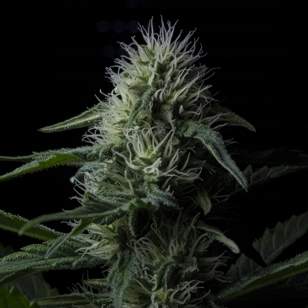 semilla autofloreciente Auto Z Valley 1 unidad Positronics Seeds para cultivo