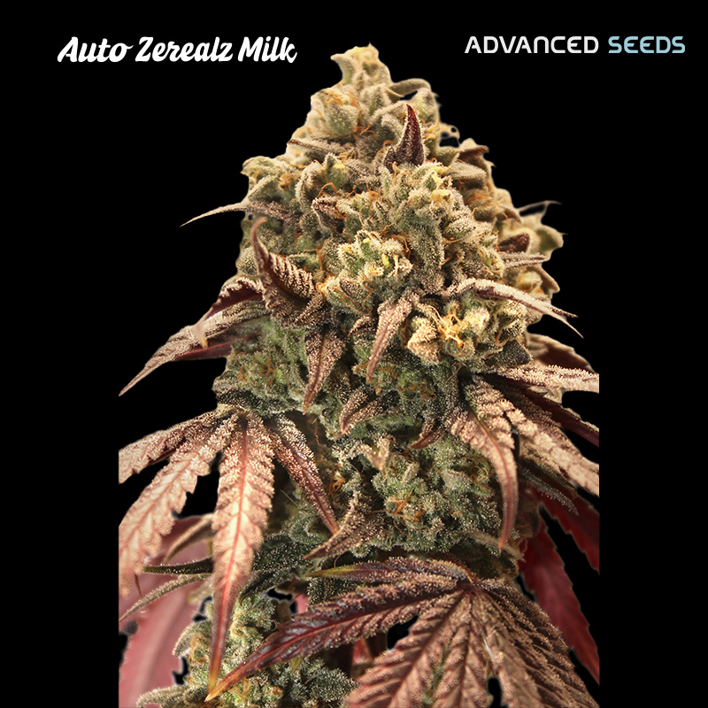 Semilla feminizada Auto Zerealz Milk de Advanced Seeds para cultivo automático
