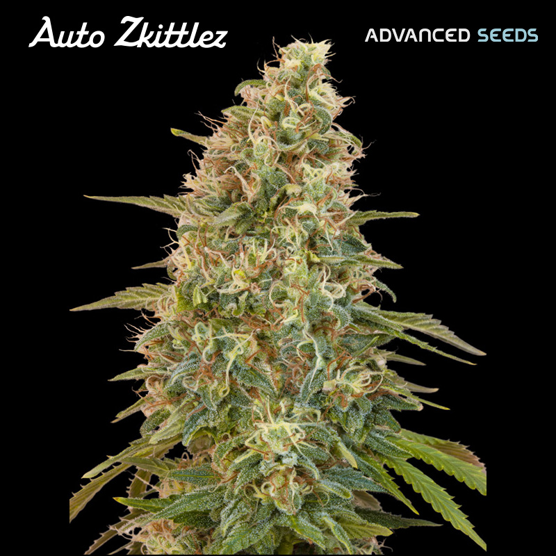 Planta Auto-Zkittlez autofloreciente variedad feminizada Advanced Seeds