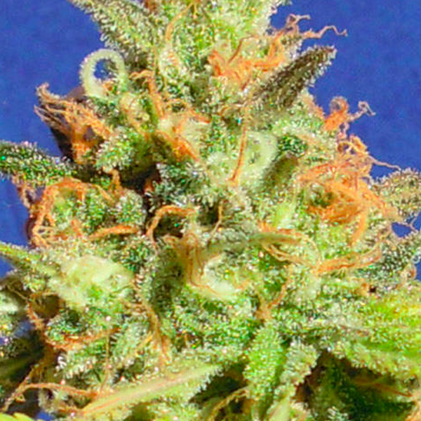 Planta Auto-Zkittlez variedad autofloreciente feminizada para cultivo