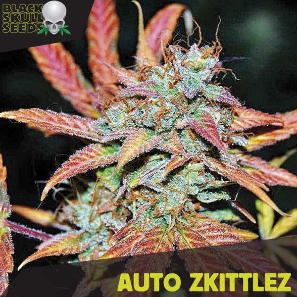 Semillas feminizadas Auto-Zkittlez de Black Skull Seeds para cultivo automático
