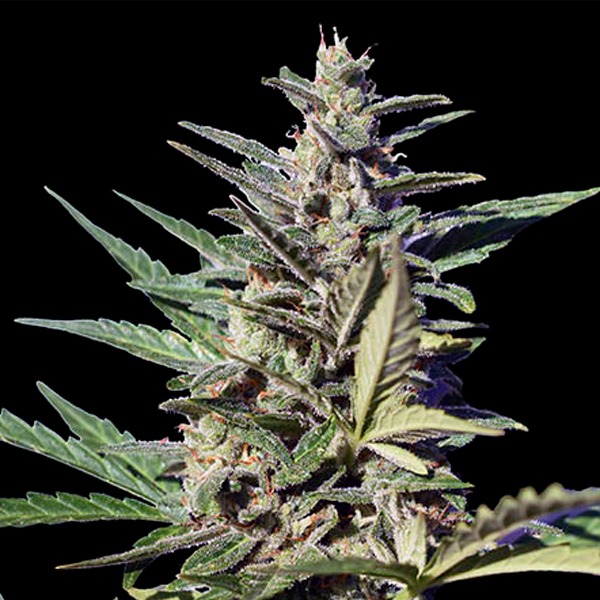 planta Auto-Zkittlez OG 1 u fem Xtreme Seeds para cultivo