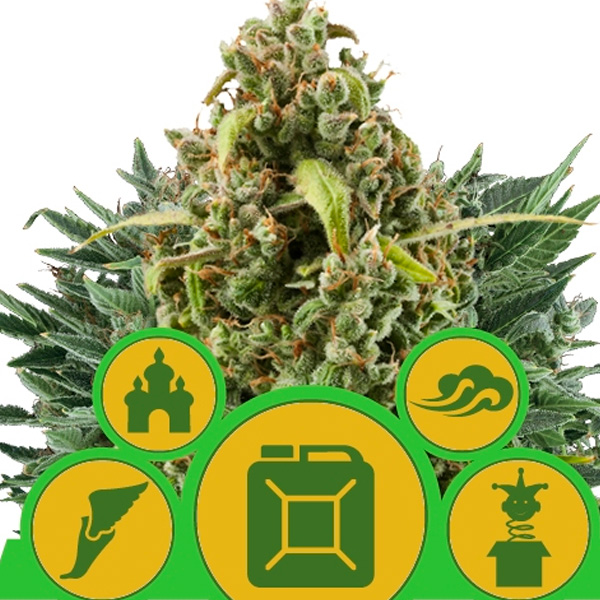 semillas autoflorecientes Royal Queen Mix 3 unidades feminizadas