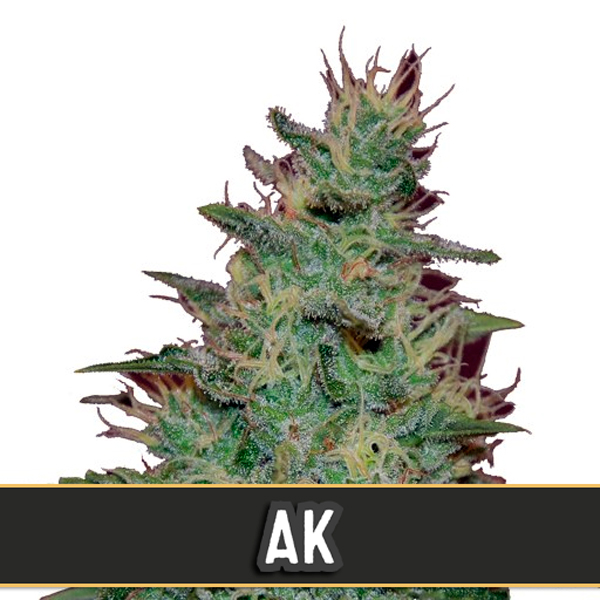 Automatic AK Blimburn Seeds