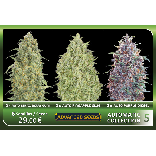 semilla autofloreciente Automatic Collection #5 de Advanced Seeds