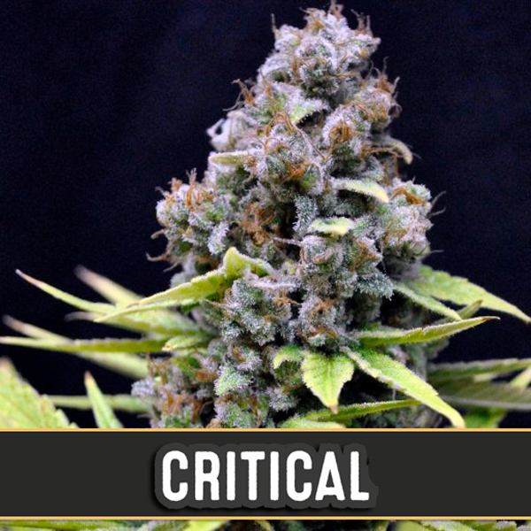 semillas feminizadas Automatic Critical de Blimburn Seeds