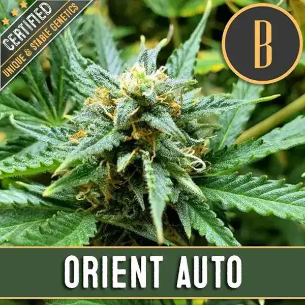 Automatic Orient Blimburn Seeds