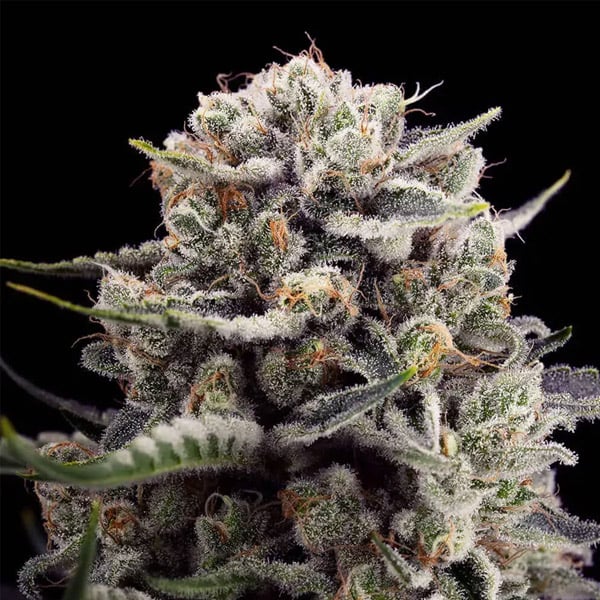 pack de 3 semillas B-45 de Silent Seeds para cultivo