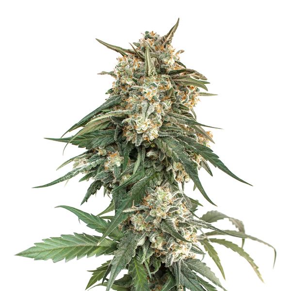 semilla feminizada BCN Critical XXL Fast de Seedstockers para cultivo