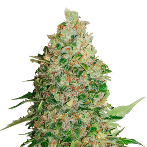 Semilla feminizada BCN Critical XXL de Seedstockers para cultivo de cannabis