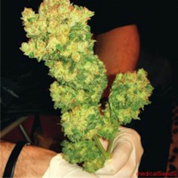 semillas feminizadas BCN Sour Diesel Medical Seeds para cultivo