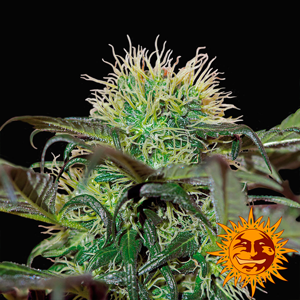semillas feminizadas Bad Azz Kush para cultivo