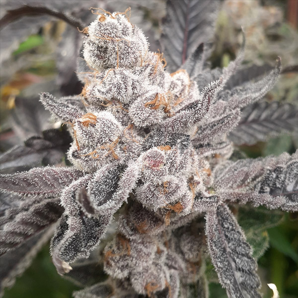 semillas feminizadas Bakers Fruit de Elev8 Seeds para cultivo