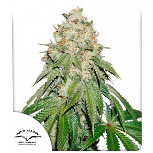 Semilla feminizada Banana Blaze de Dutch Passion para cultivo de cannabis