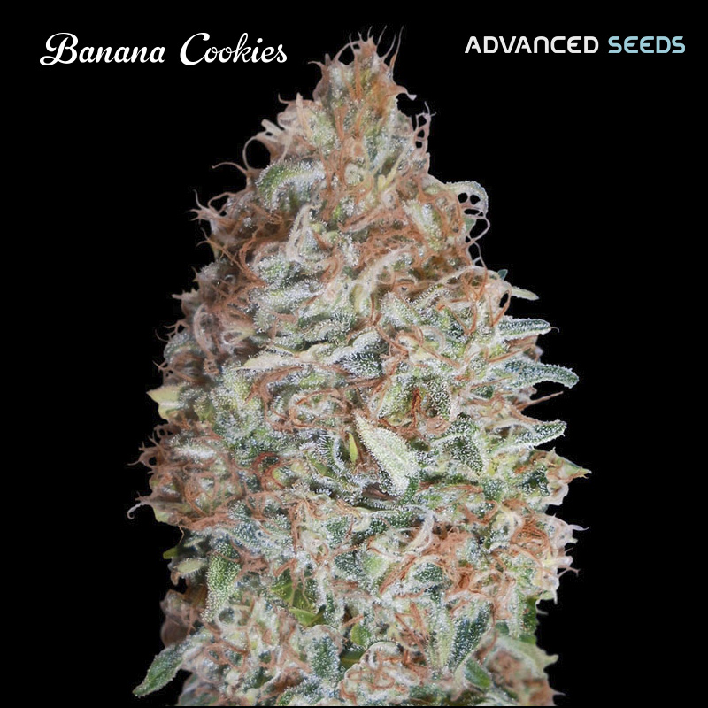 Semilla feminizada Banana Cookies de Advanced Seeds para cultivo