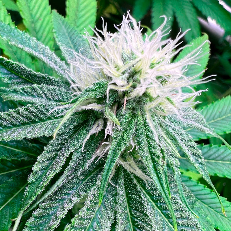 Semillas feminizadas Banana Dessert S1-3 de Kiem Seeds para cultivo
