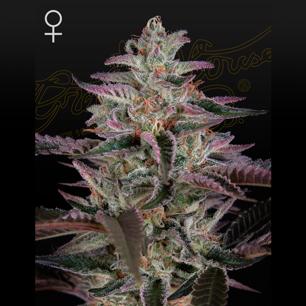 semilla feminizada Banana Krumble para cultivo de cannabis