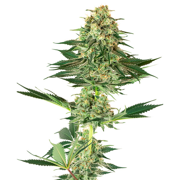 Banana-Kush-3-u-fem-White-Label