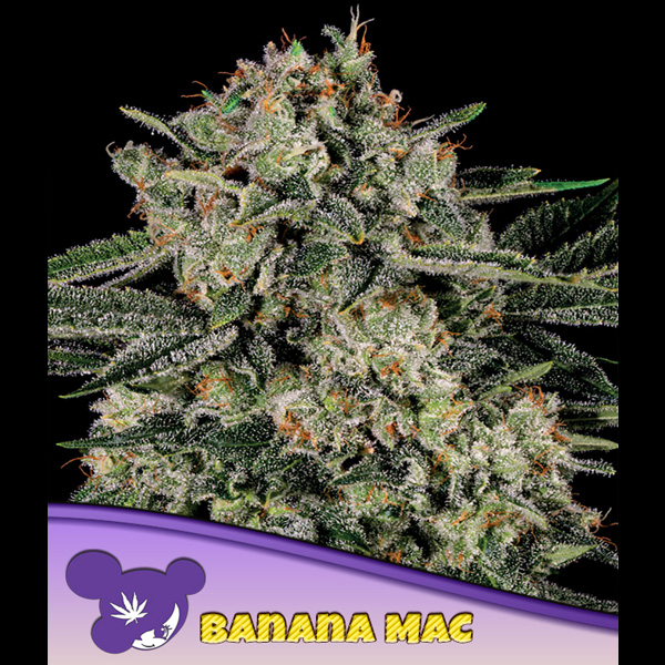 Semillas feminizadas Banana MAC 3 unidades para cultivo