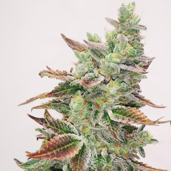 Tres semillas feminizadas Banana Purp para cultivo medicinal
