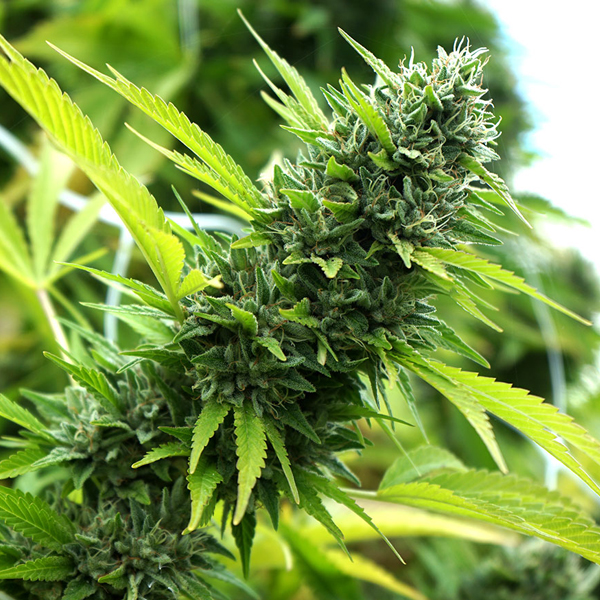 Banana Sapphire semillas de cannabis Humboldt Seed Organization