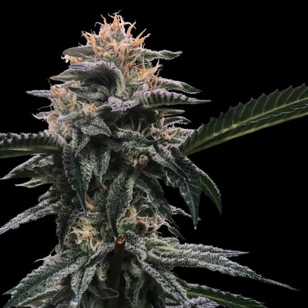 semillas feminizadas Banana Sorbet de DNA Genetics para cultivo