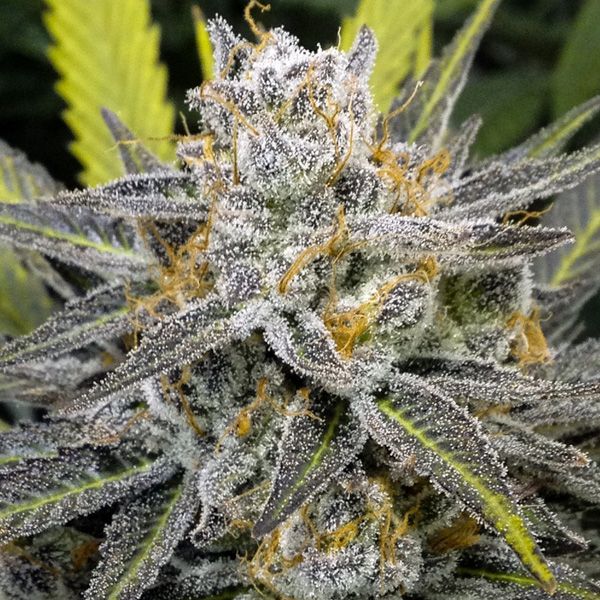 semillas feminizadas Banana Split de DNA Genetics para cultivo de cannabis