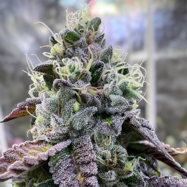 Tres semillas feminizadas Bananukis para cultivo de cannabis