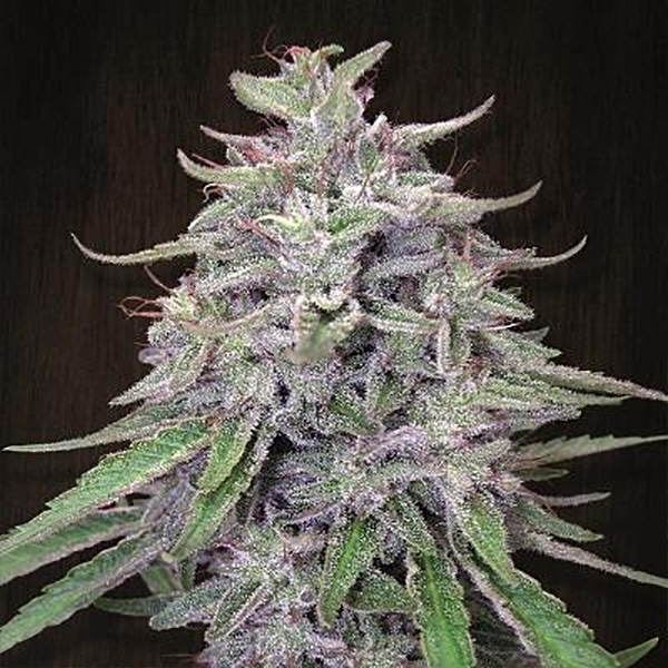 Flor de cannabis Bangi Haze feminizada Ace Seeds