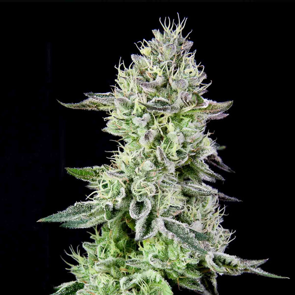 Tres semillas feminizadas Barbara's Pie de Grateful Seeds para cultivo de cannabis