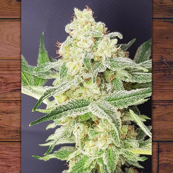 semillas feminizadas Barney Kid de The Outlaw Seeds para cultivo