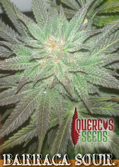 Semillas feminizadas Barraca Sour de Quercus Seeds
