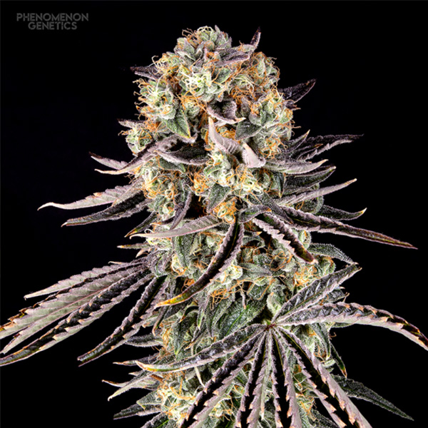 semillas feminizadas Beanz 4 Locoz de Phenomenom Genetics para cultivo