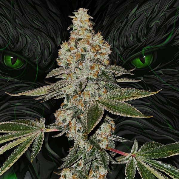 Paquete limitado de semillas feminizadas Beasty 2.0 U 710 de TH Seeds